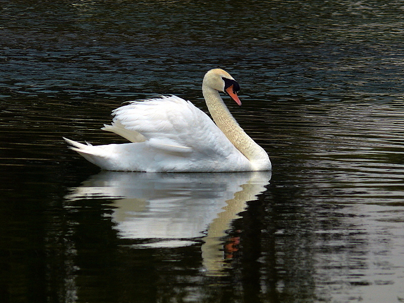 Mute Swan