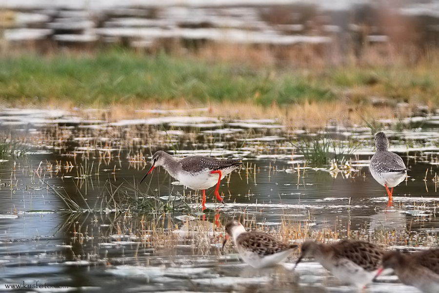 Spotted Redshank