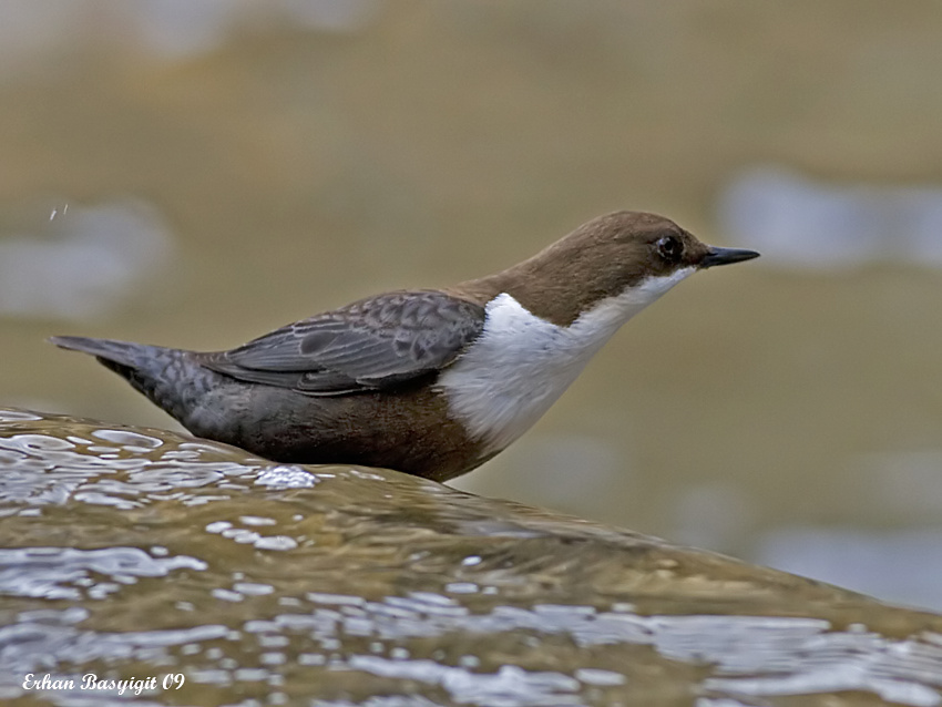 White-throated Dipper