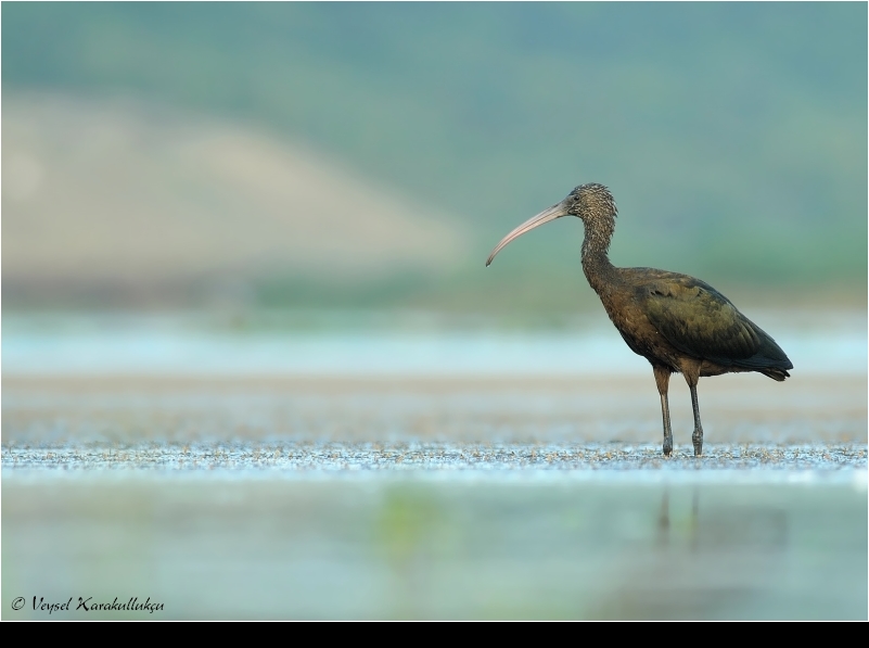 Glossy Ibis