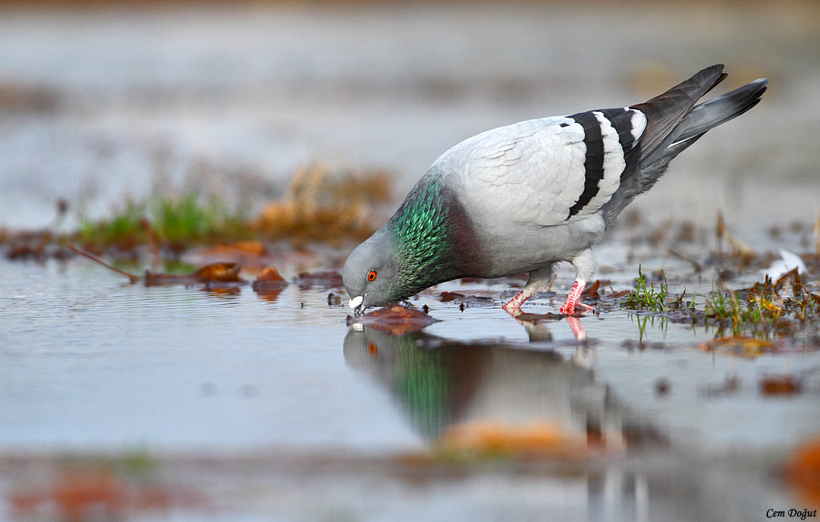 Rock Dove