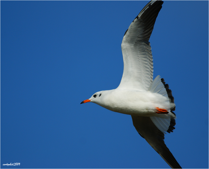 Black-headed Gull