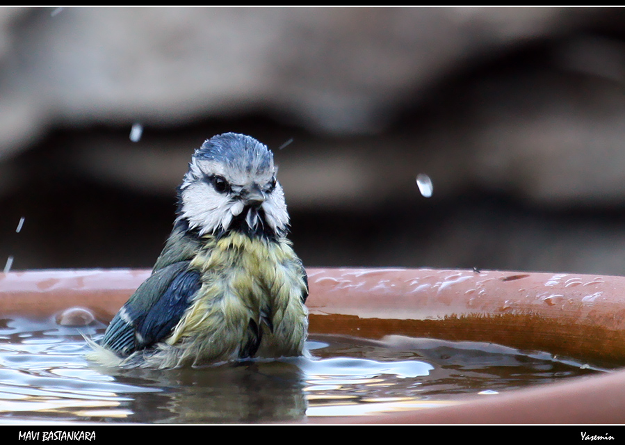 Eurasian Blue Tit