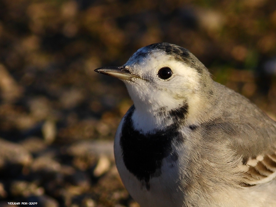 White Wagtail