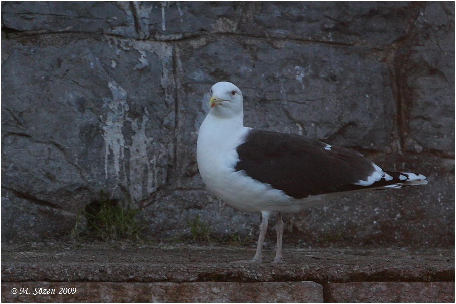 Great Black-backed Gull