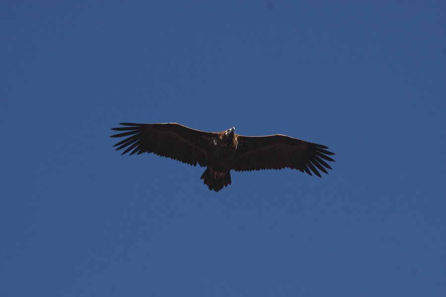Cinereous Vulture