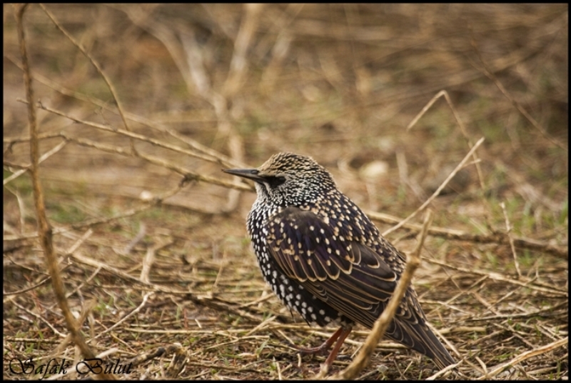 Common Starling