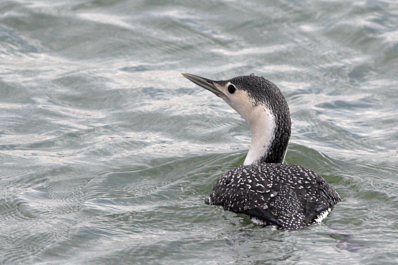 Red-throated Loon