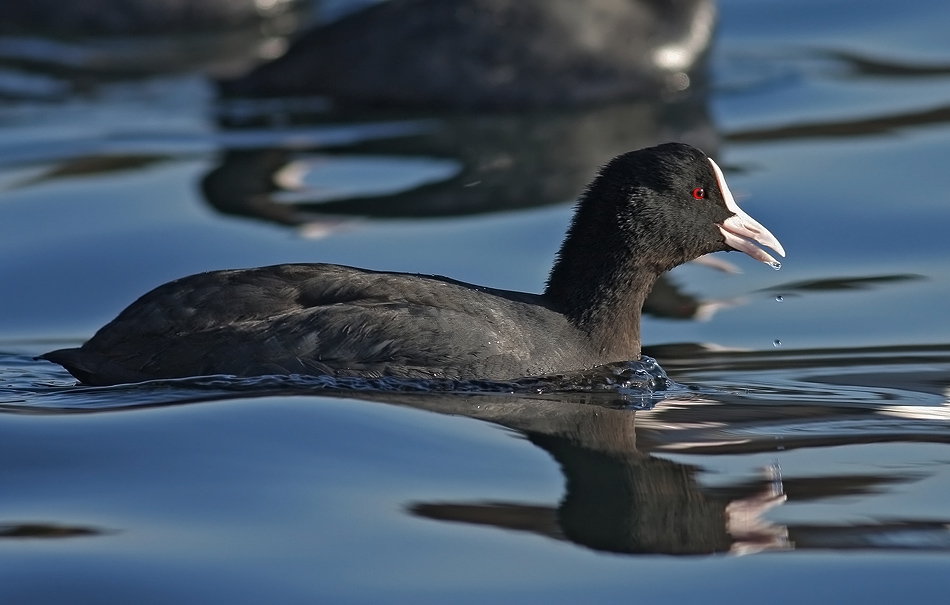 Eurasian Coot