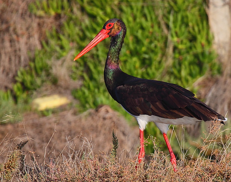 Black Stork