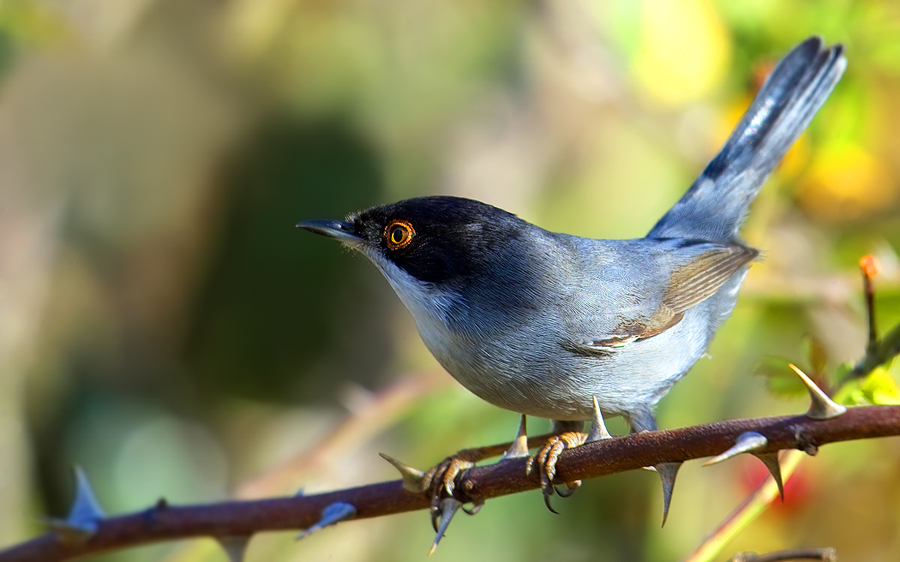 Sardinian Warbler