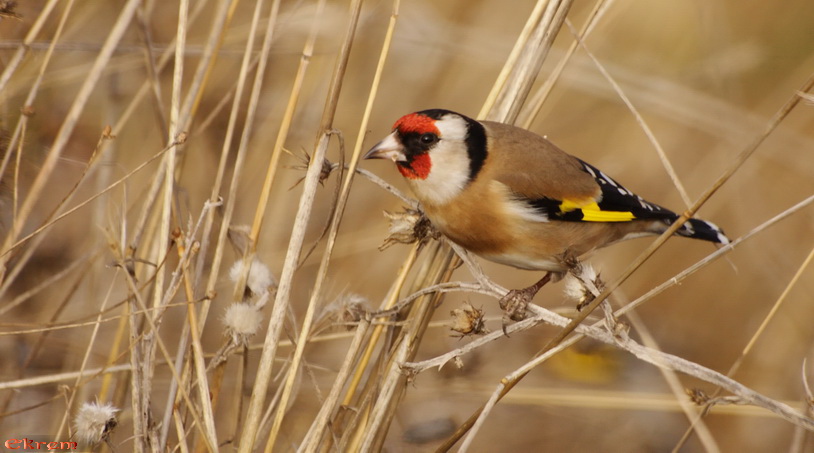 European Goldfinch