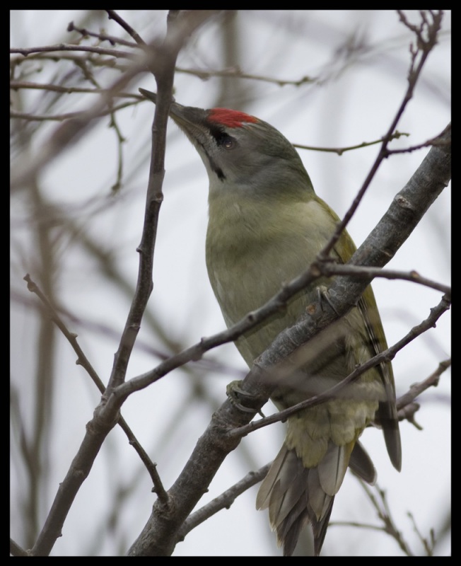 Grey-headed Woodpecker
