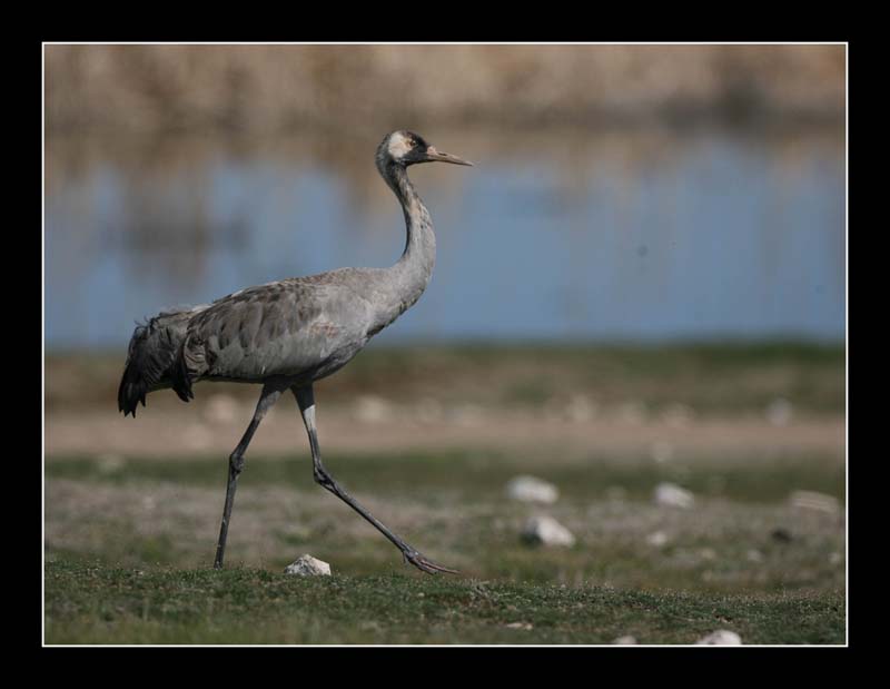 Common Crane