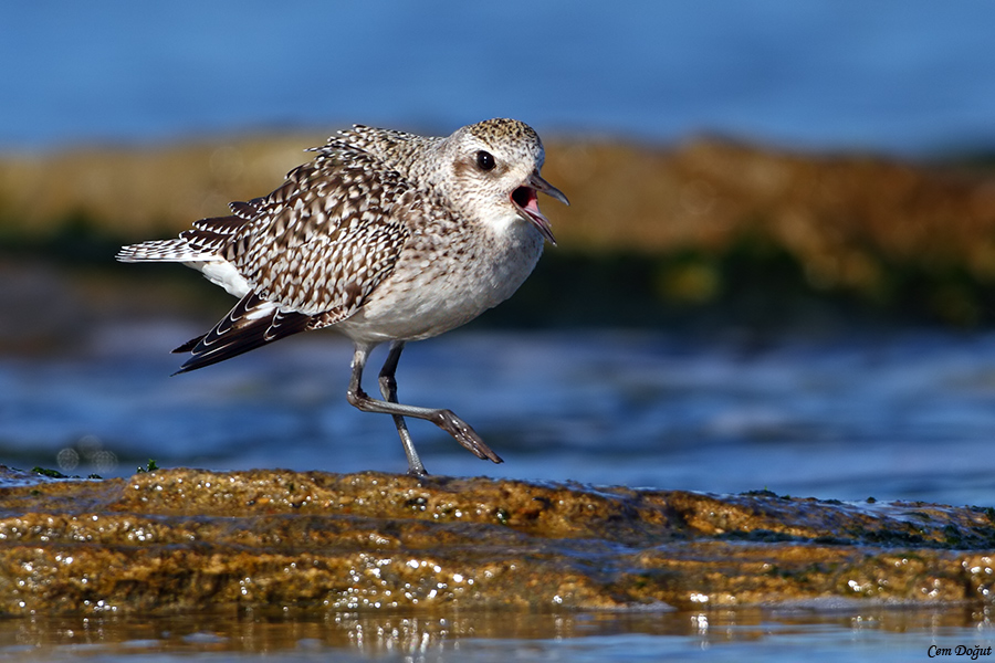 Grey Plover