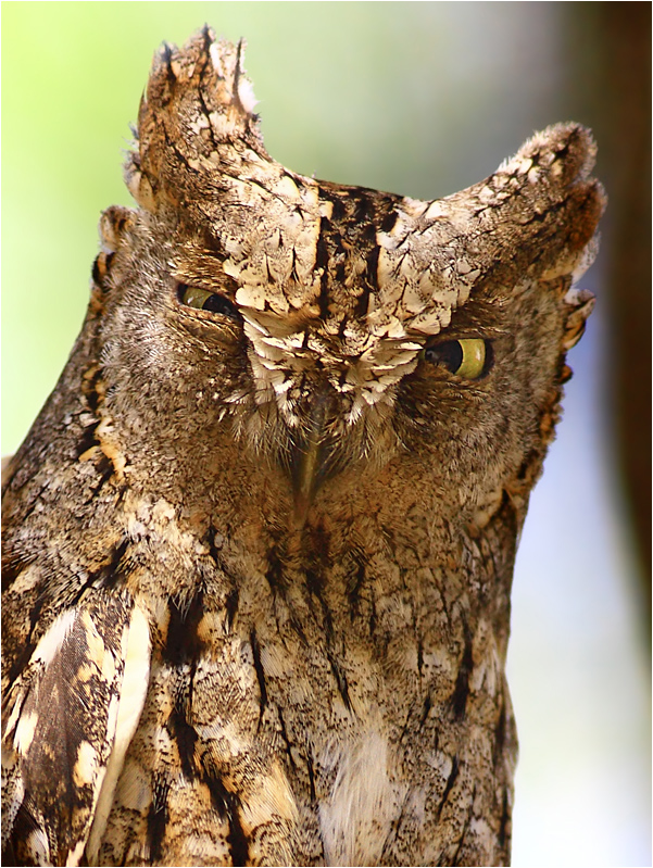 Eurasian Scops Owl