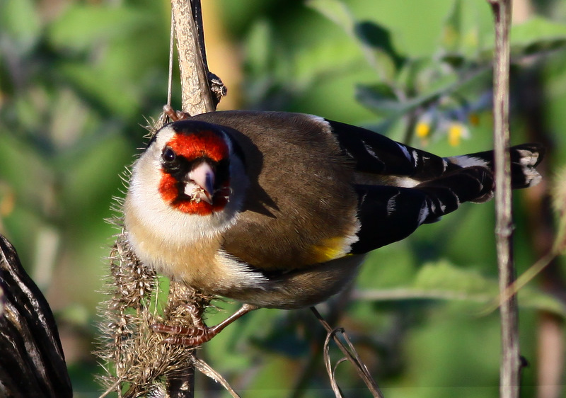 European Goldfinch