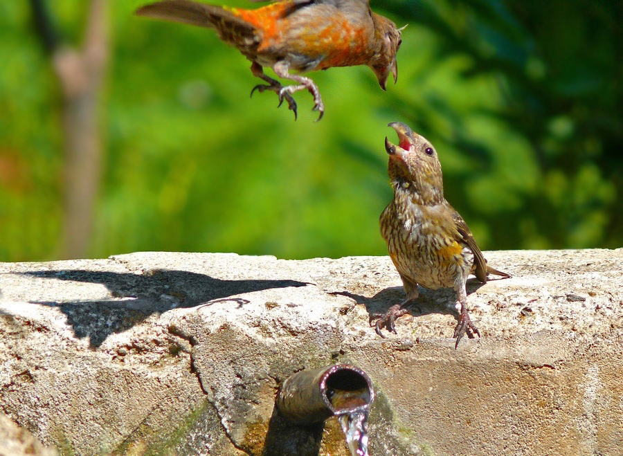 Red Crossbill