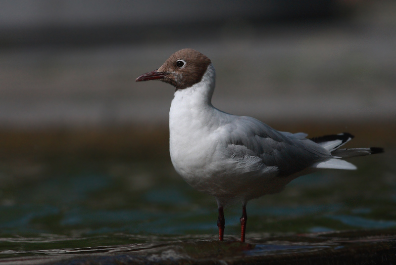 Black-headed Gull