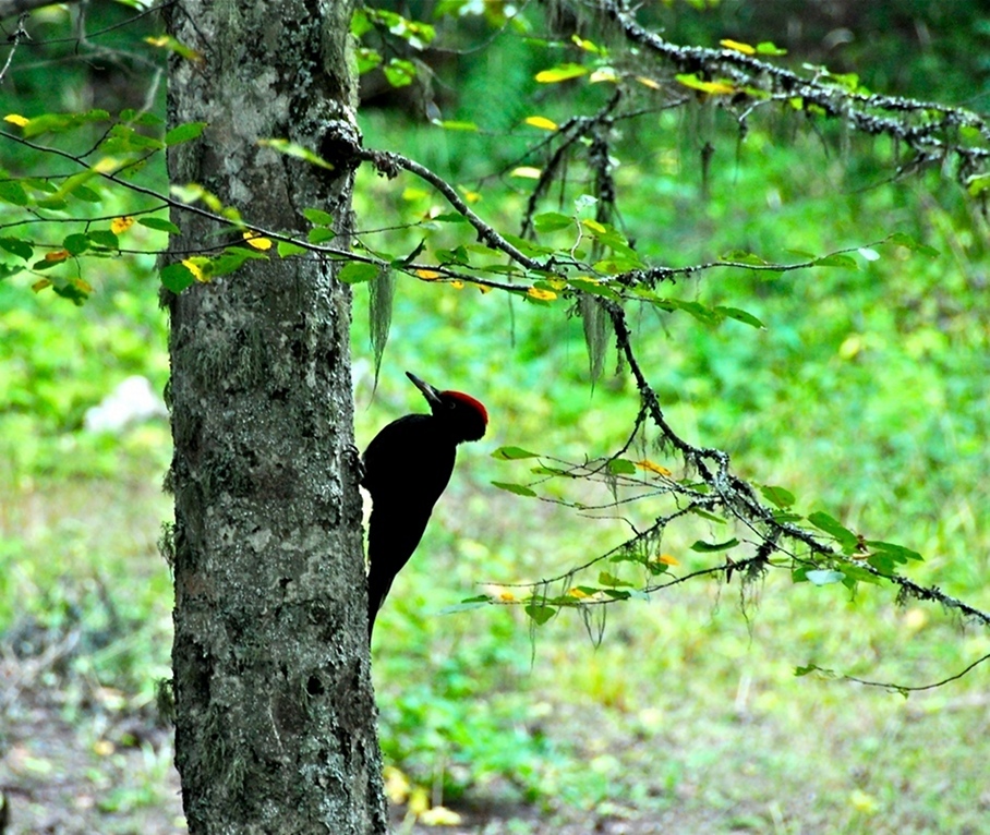 Black Woodpecker