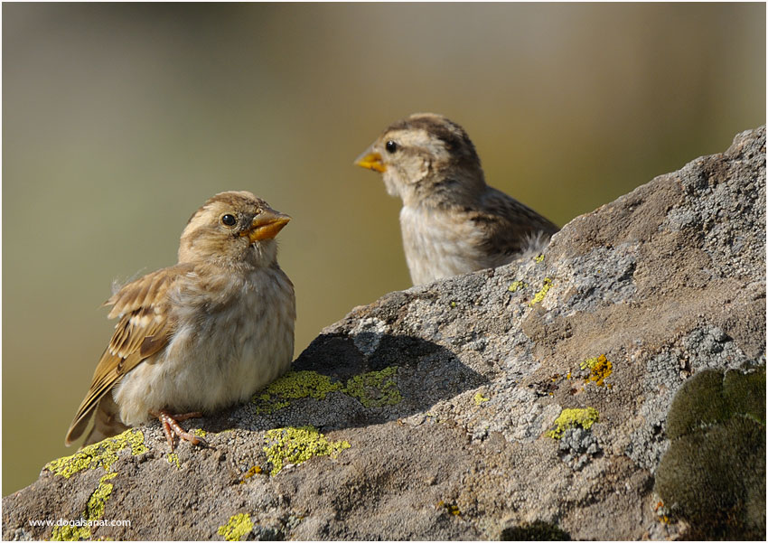 Rock Sparrow
