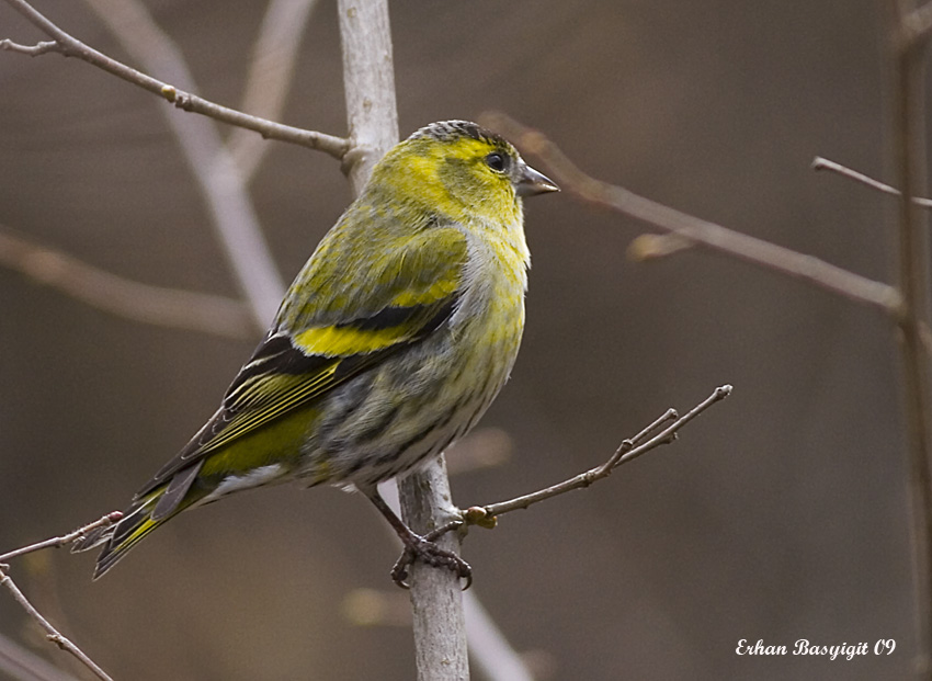 Eurasian Siskin
