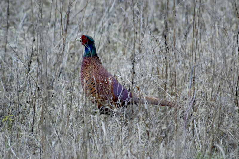 Common Pheasant