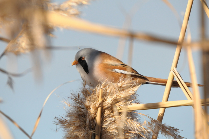 Bearded Reedling