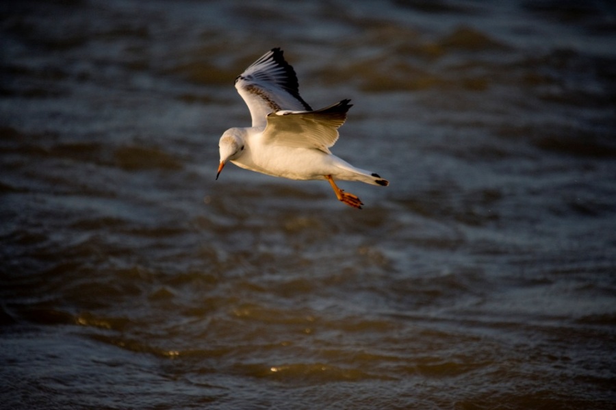 Black-headed Gull