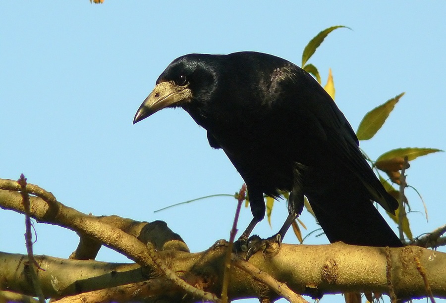 Rook