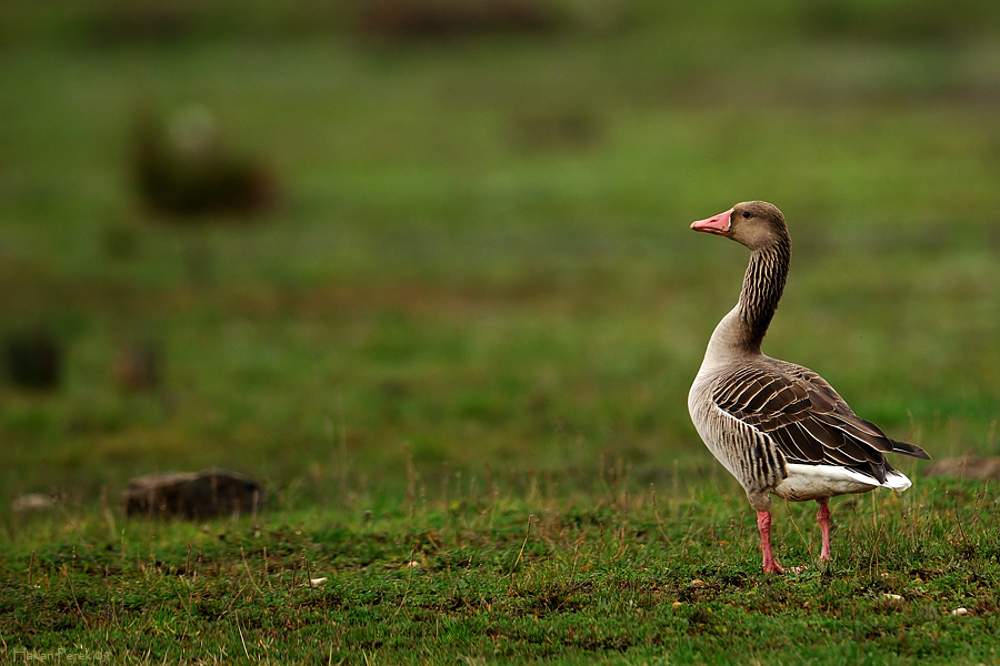 Greylag Goose