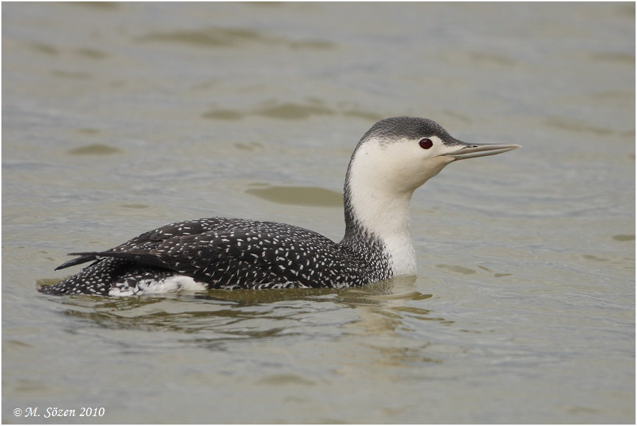 Red-throated Loon