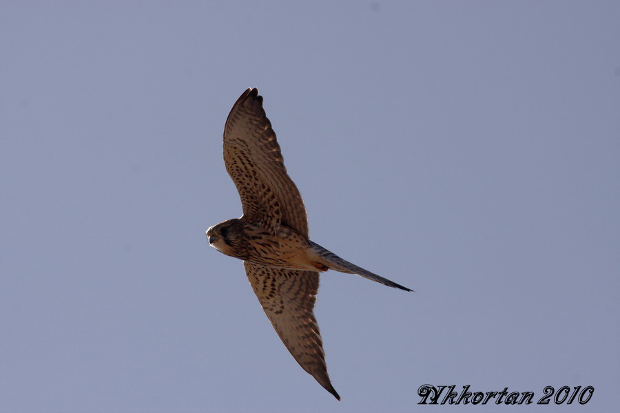 Common Kestrel