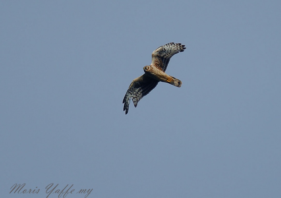 Hen Harrier