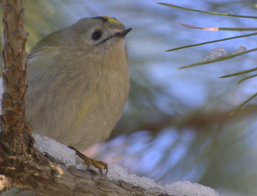 Goldcrest