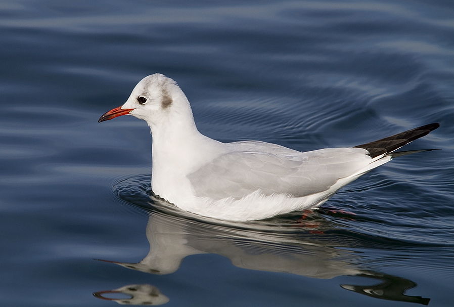 Black-headed Gull