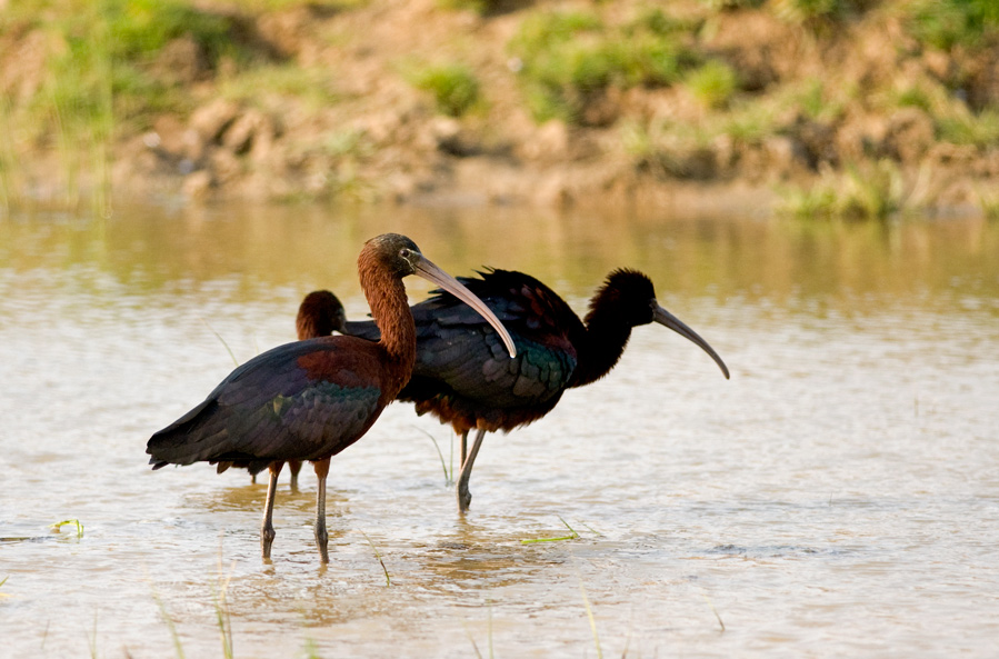 Glossy Ibis