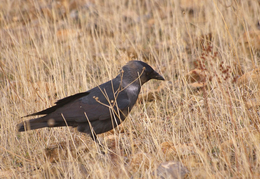 Western Jackdaw