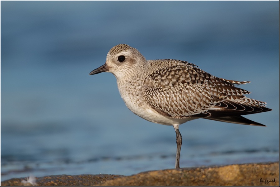 Grey Plover