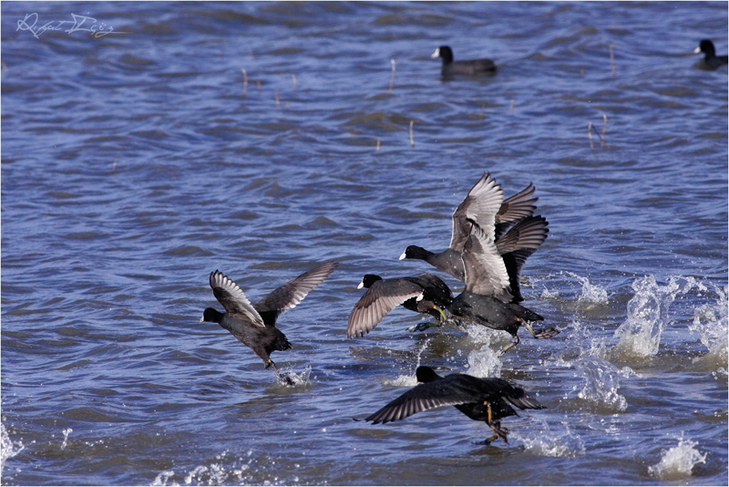 Eurasian Coot