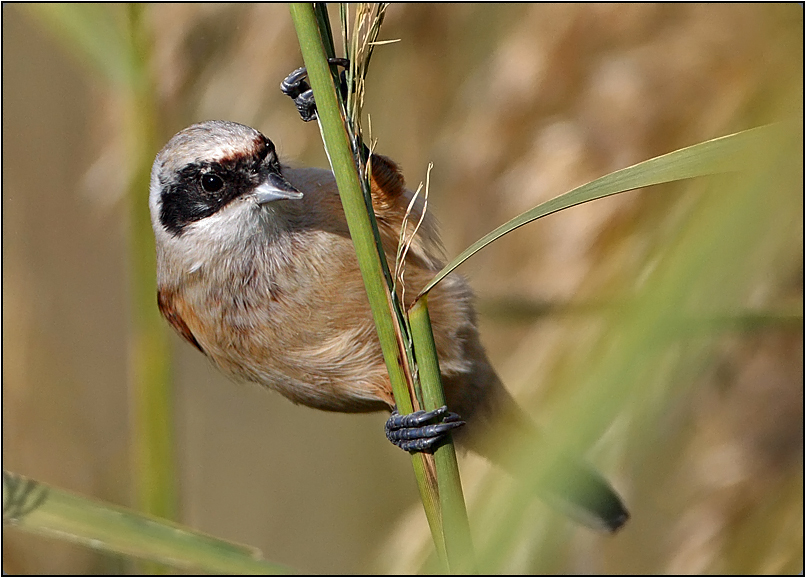 Eurasian Penduline Tit
