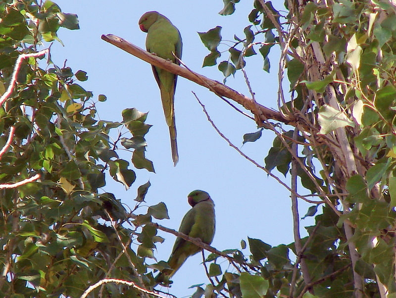 Rose-ringed Parakeet