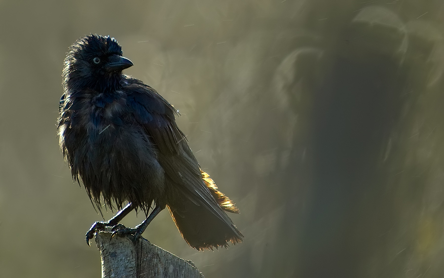 Western Jackdaw