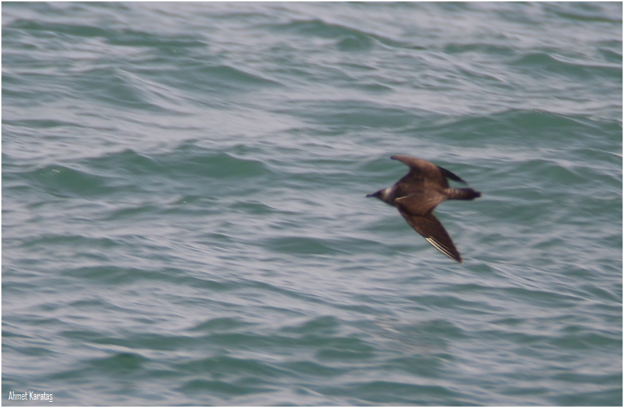 Long-tailed Jaeger