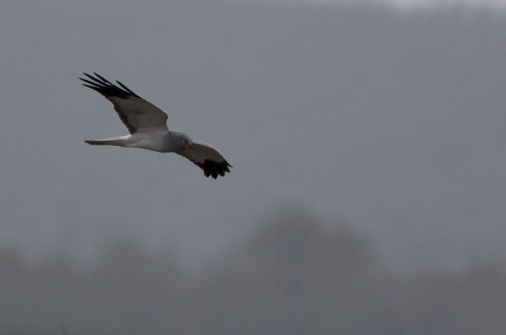 Hen Harrier