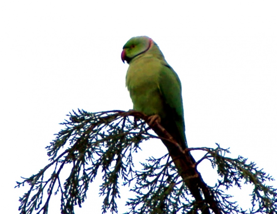 Rose-ringed Parakeet