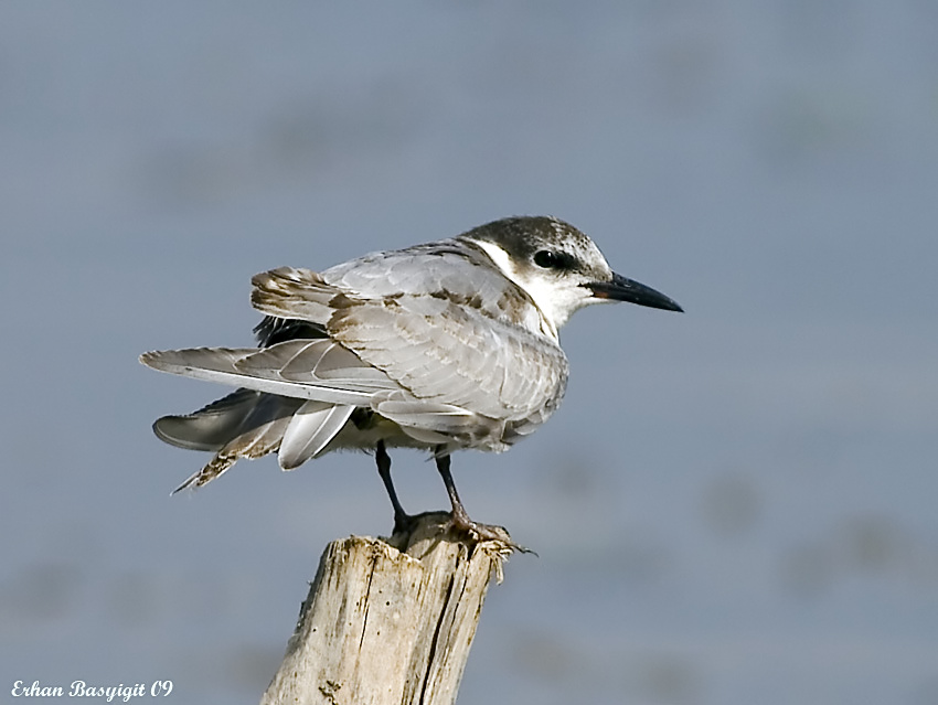 Whiskered Tern
