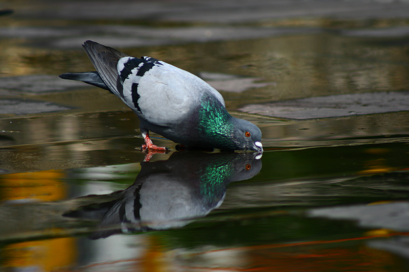 Rock Dove
