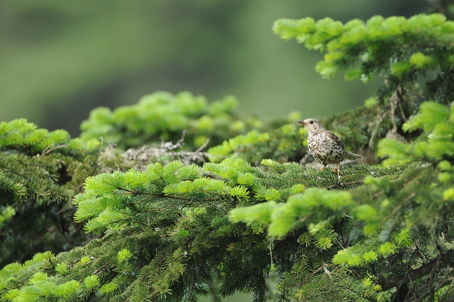 Mistle Thrush