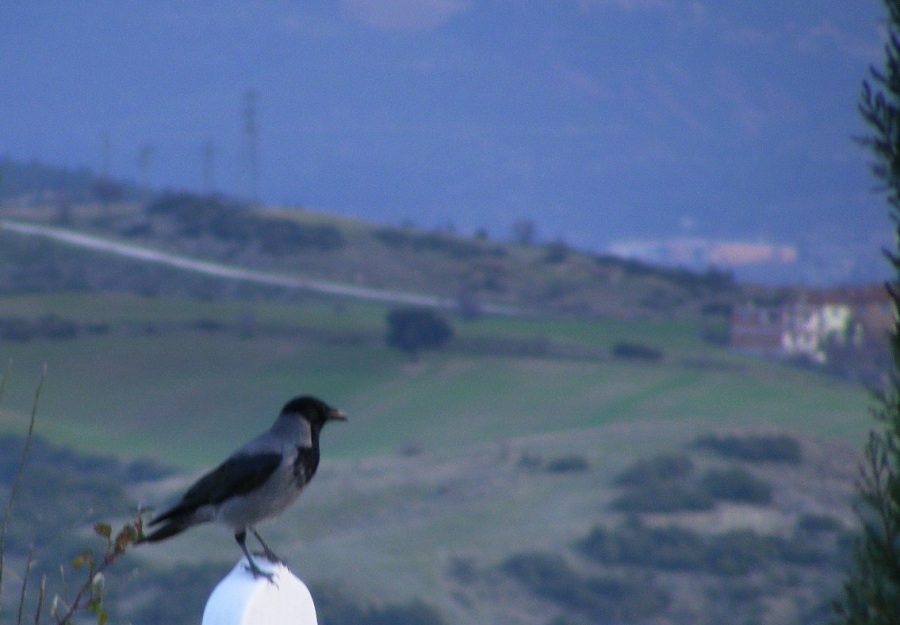 Hooded Crow